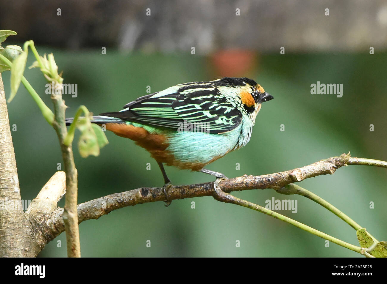 Tanager of ecuador hi-res stock photography and images - Alamy