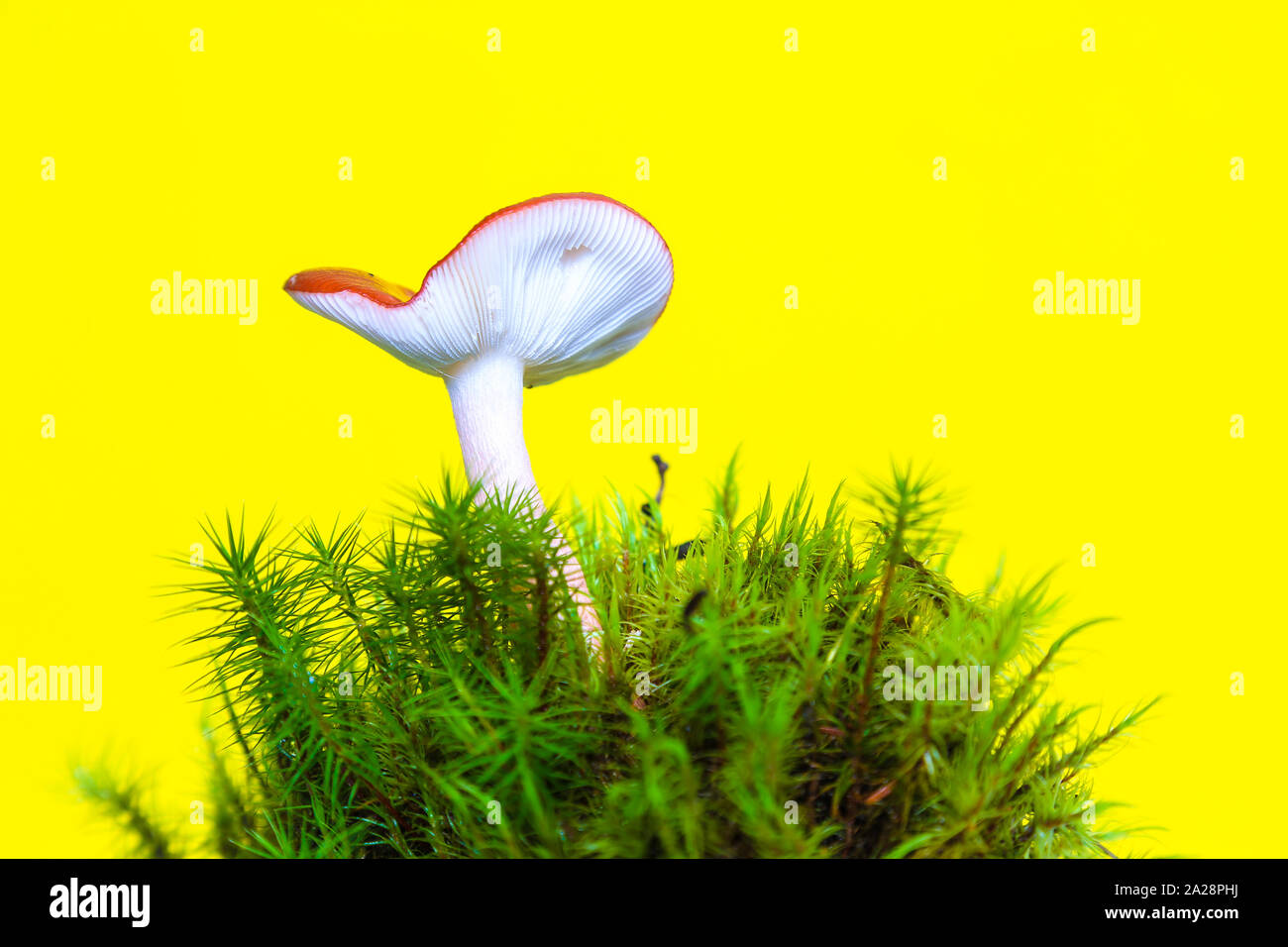 Isolated mushroom over yellow with green moss, enchanted fairytale mushroom Stock Photo