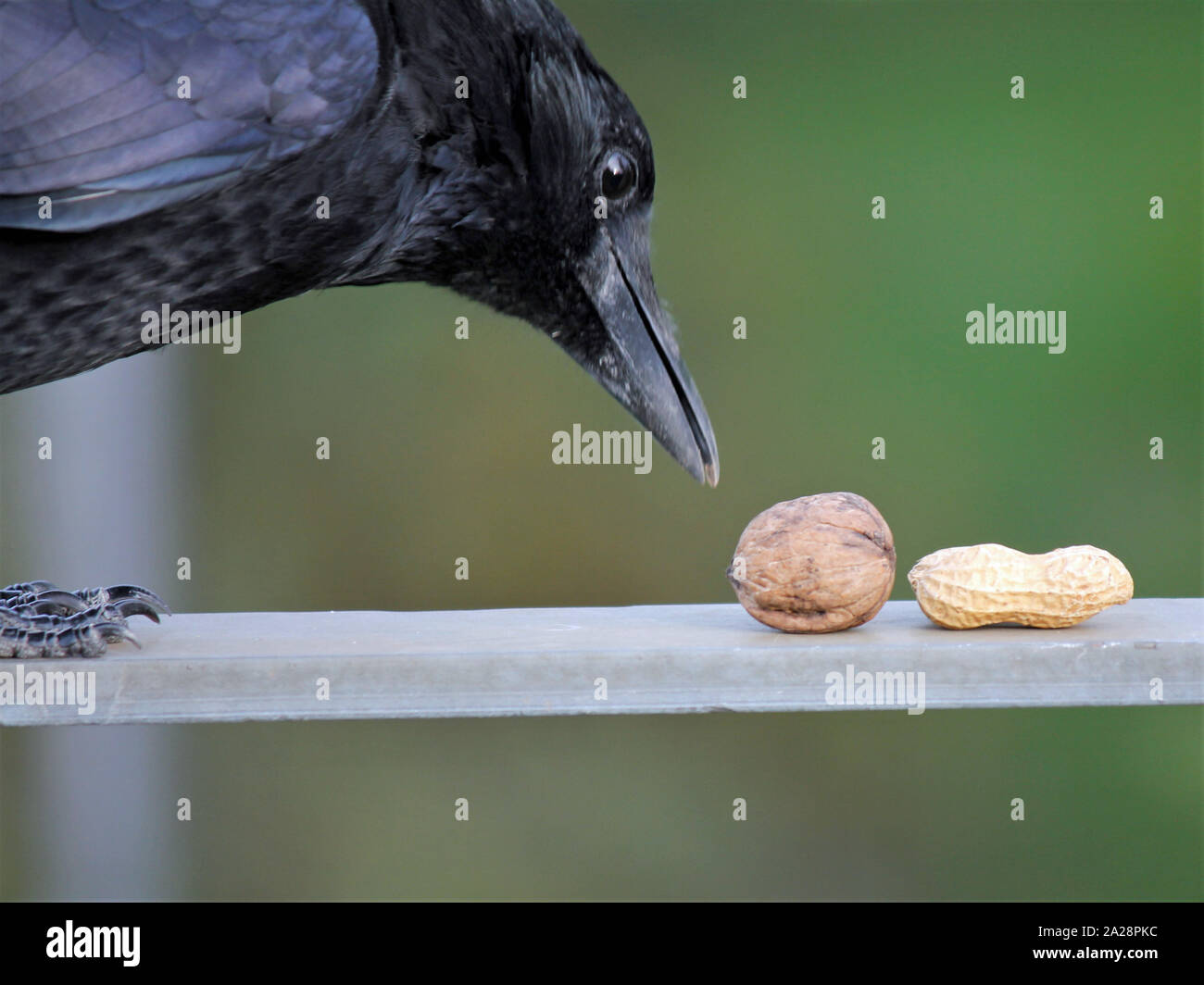Crow, Black, Walnut and Peanut, Option Stock Photo