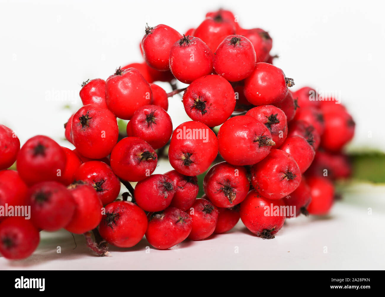 Cluster of mountain ash red berries in autumn Stock Photo