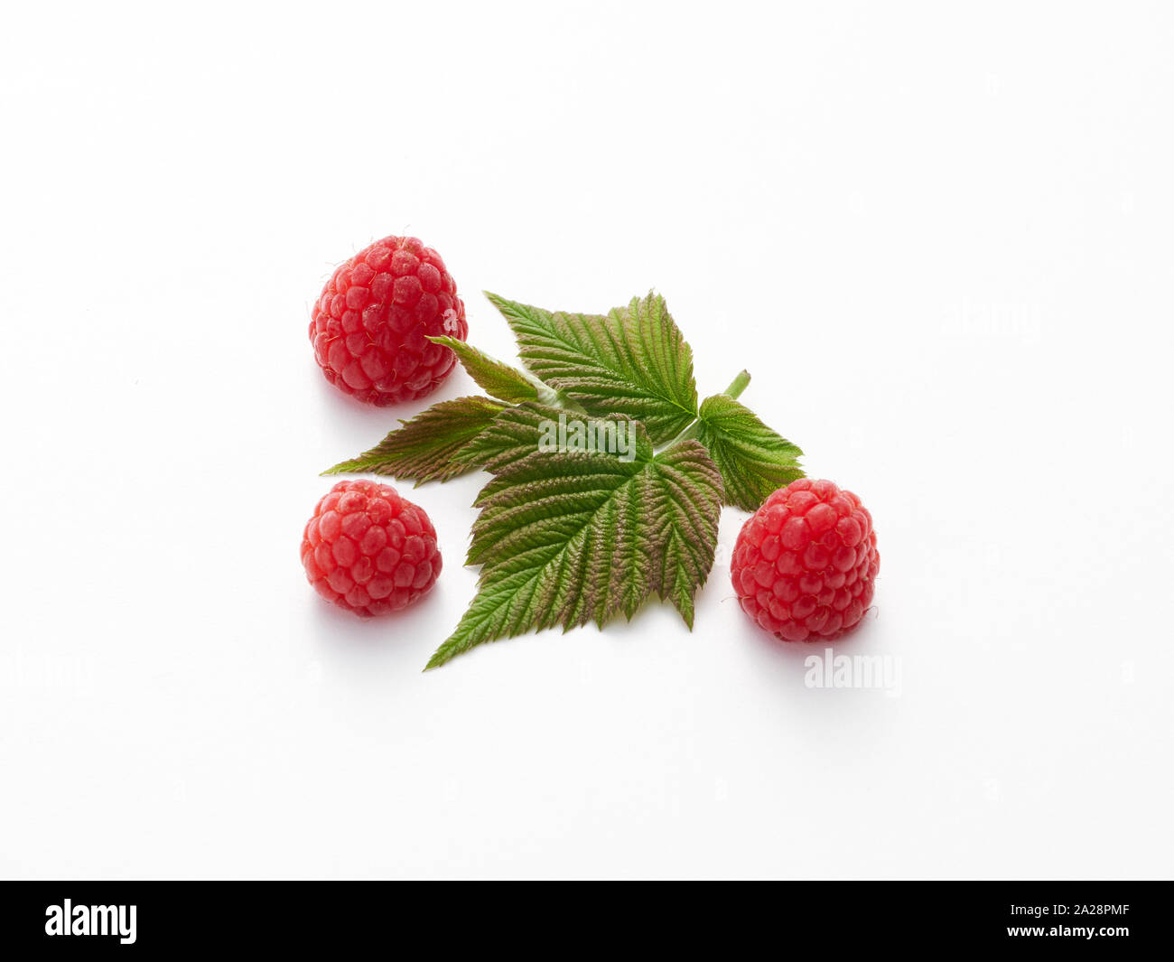 Fresh organic heritage, heirloom, raspberries closeup on white with leaves Stock Photo