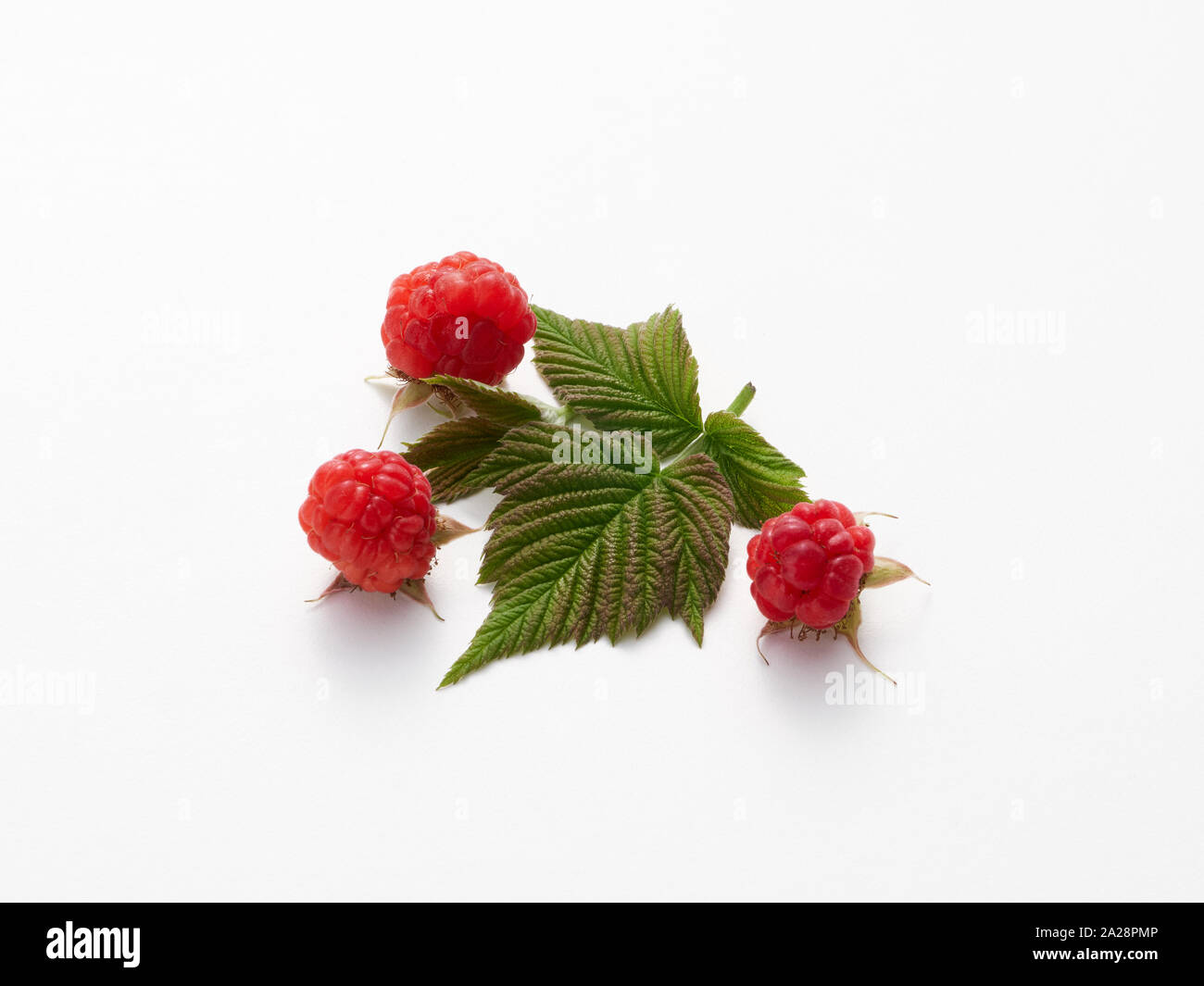 Fresh organic heritage, heirloom, raspberries closeup on white with leaves Stock Photo