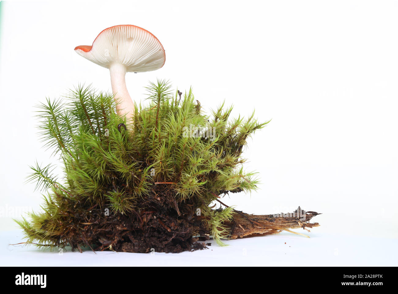 Isolated mushroom over white with green moss, enchanted fairytale mushroom Stock Photo