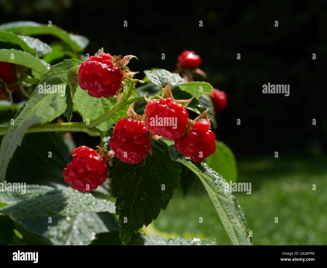 A cluster of heritage, heirloom, organic raspberries in a garden. Stock Photo