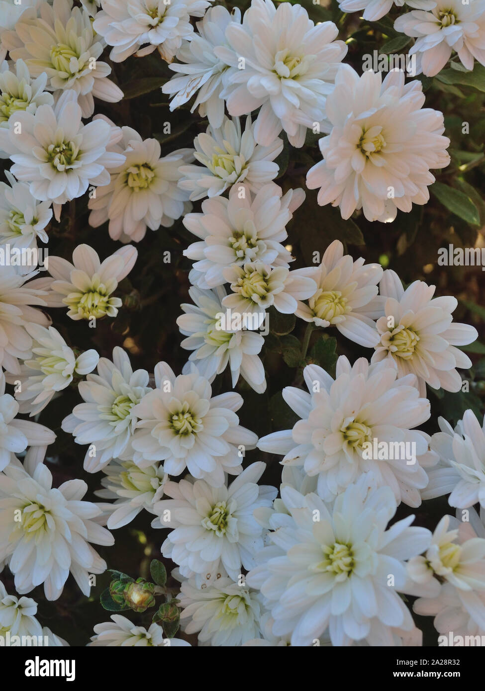 White hardy chrysanthemums, Chrysanthémum × koreanum Stock Photo Alamy