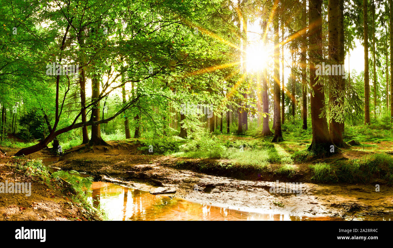 Trees forest panoramic hi-res stock photography and images - Alamy