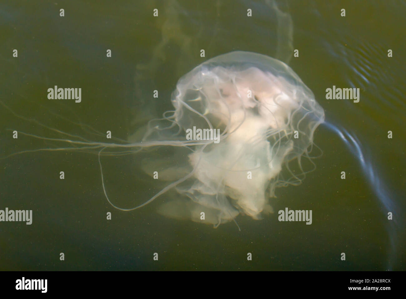 Close up of jellyfish underwater in Chesapeake Bay off Delmarva