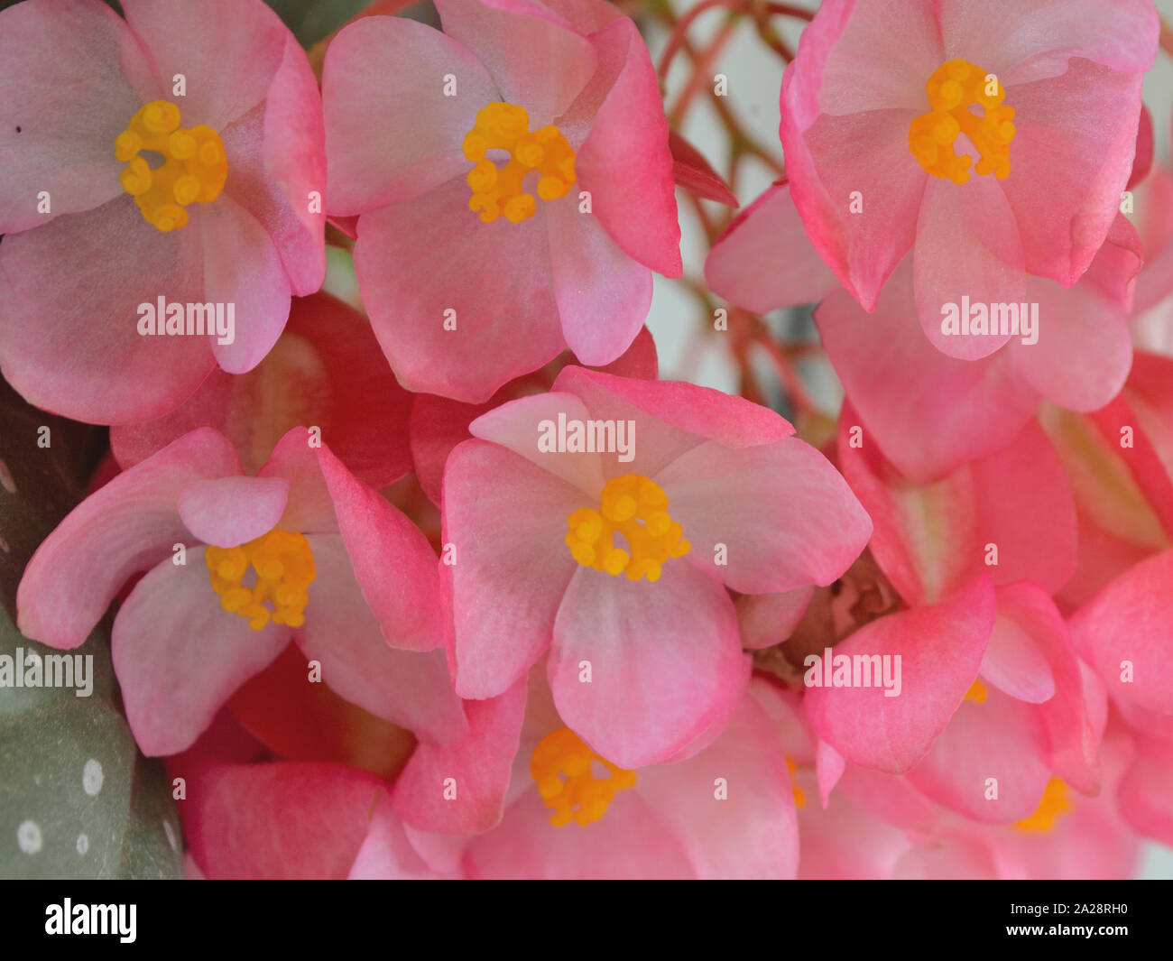Close up of flowering Begonia x semperflorens-cultorum Stock Photo