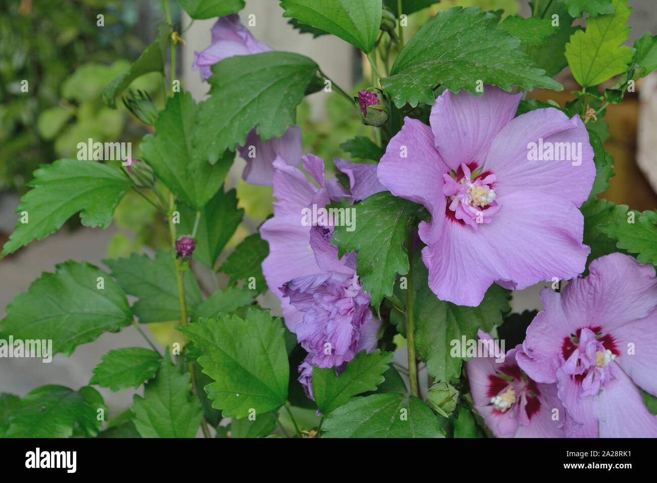 Purple  rose of Sharon, rose mallow Hibiscus syriacus Stock Photo