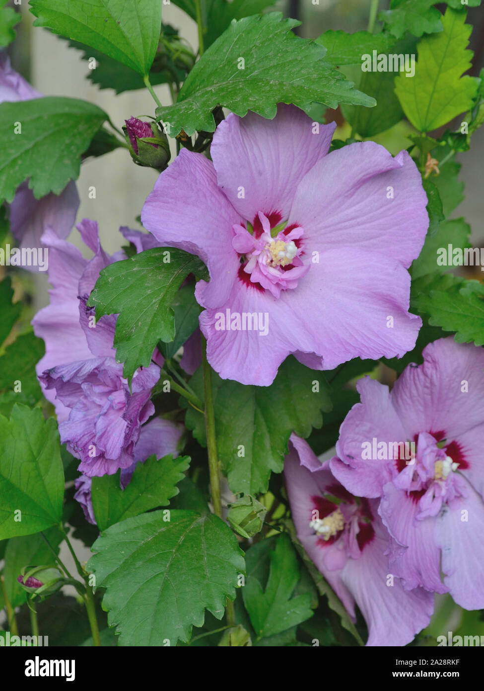 Purple  rose of Sharon, rose mallow Hibiscus syriacus Stock Photo