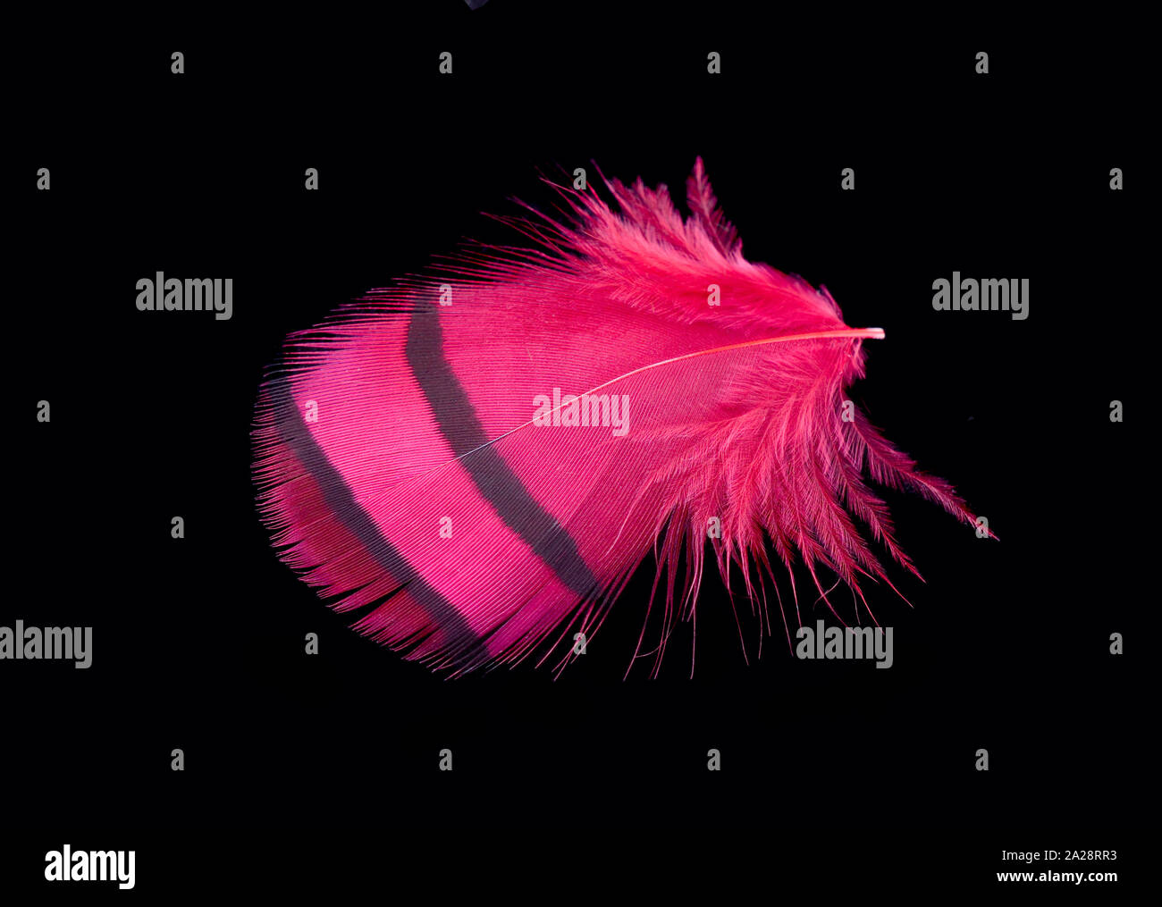 Colored bird feather isolated on black background Stock Photo