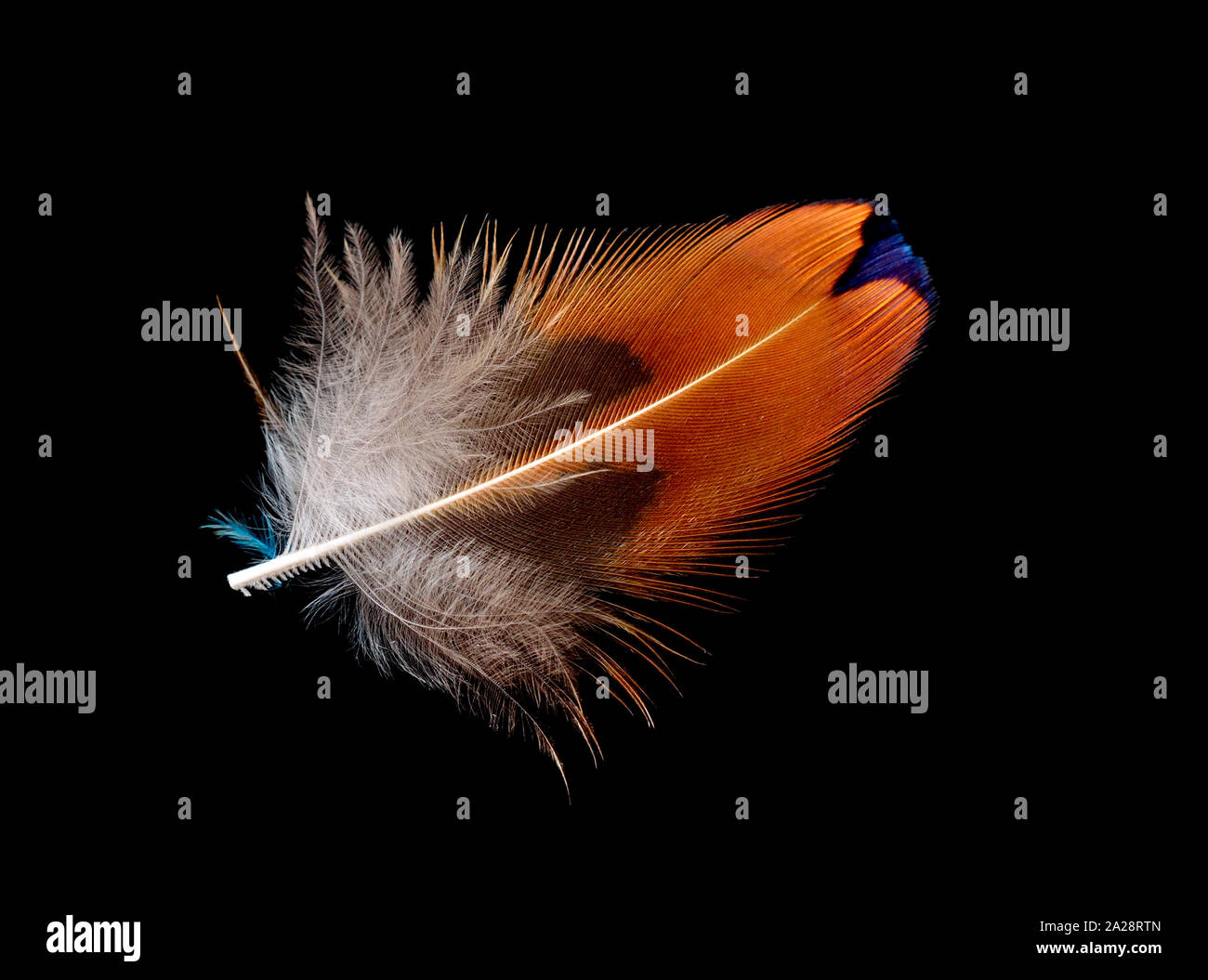 Colored bird feather isolated on black background Stock Photo