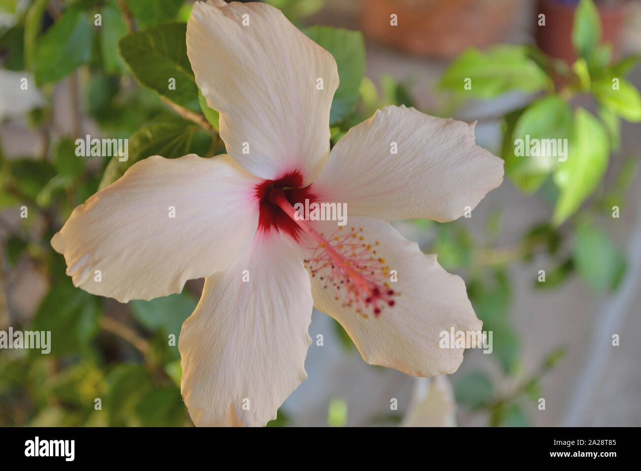 Close up of white rose of Sharon flower, rose mallow Hibiscus arnottianus Stock Photo