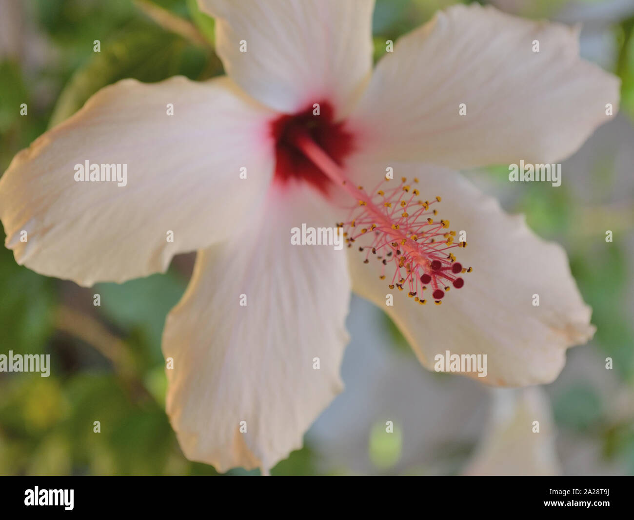Close up of white rose of Sharon flower, rose mallow Hibiscus arnottianus Stock Photo