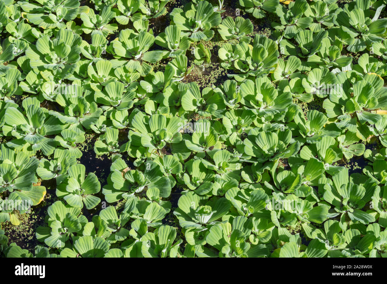 Water lettuce (Pistia stratiotes) invasive species growing on surface of pond pool, Botanic Garden, Sopron, Hungary Stock Photo