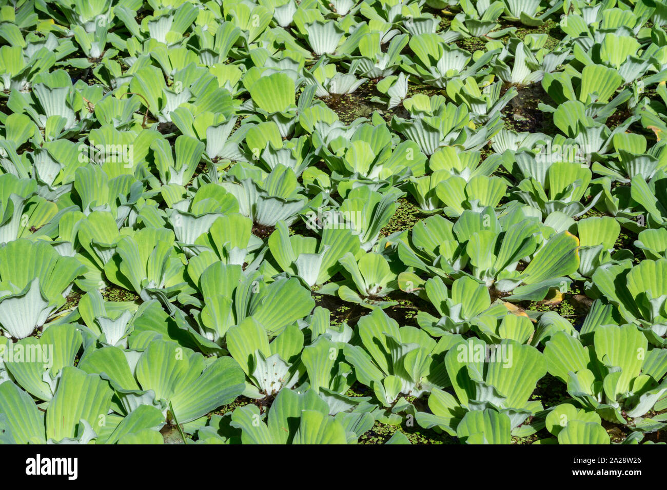 Pistia Stratiotes High Resolution Stock Photography and Images Alamy