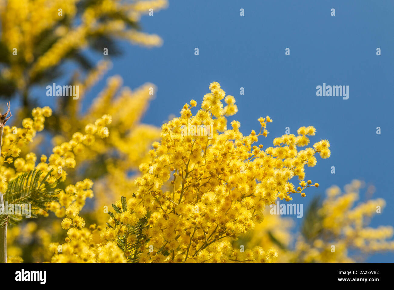 Mimosa flower at spring, beautiful Stock Photo Alamy
