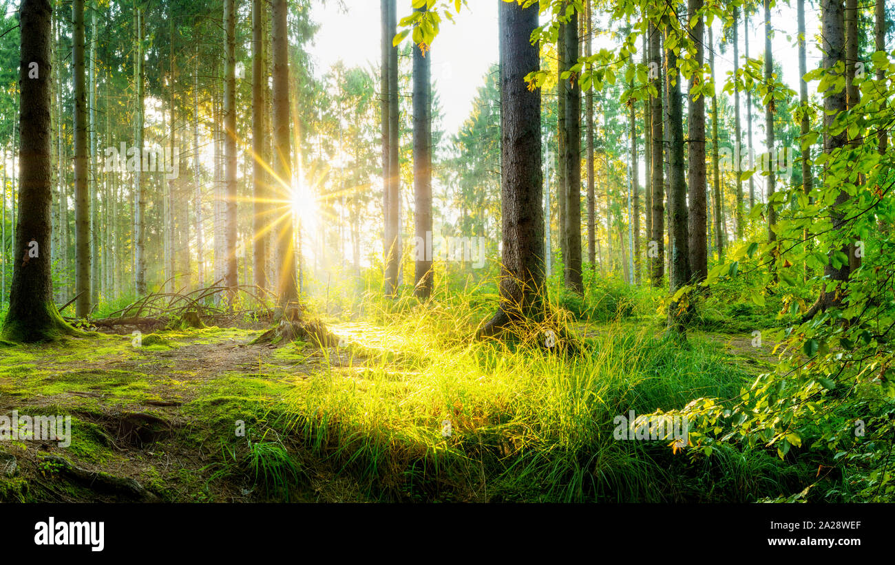Beautiful forest in spring with bright sunlight shining through the trees Stock Photo