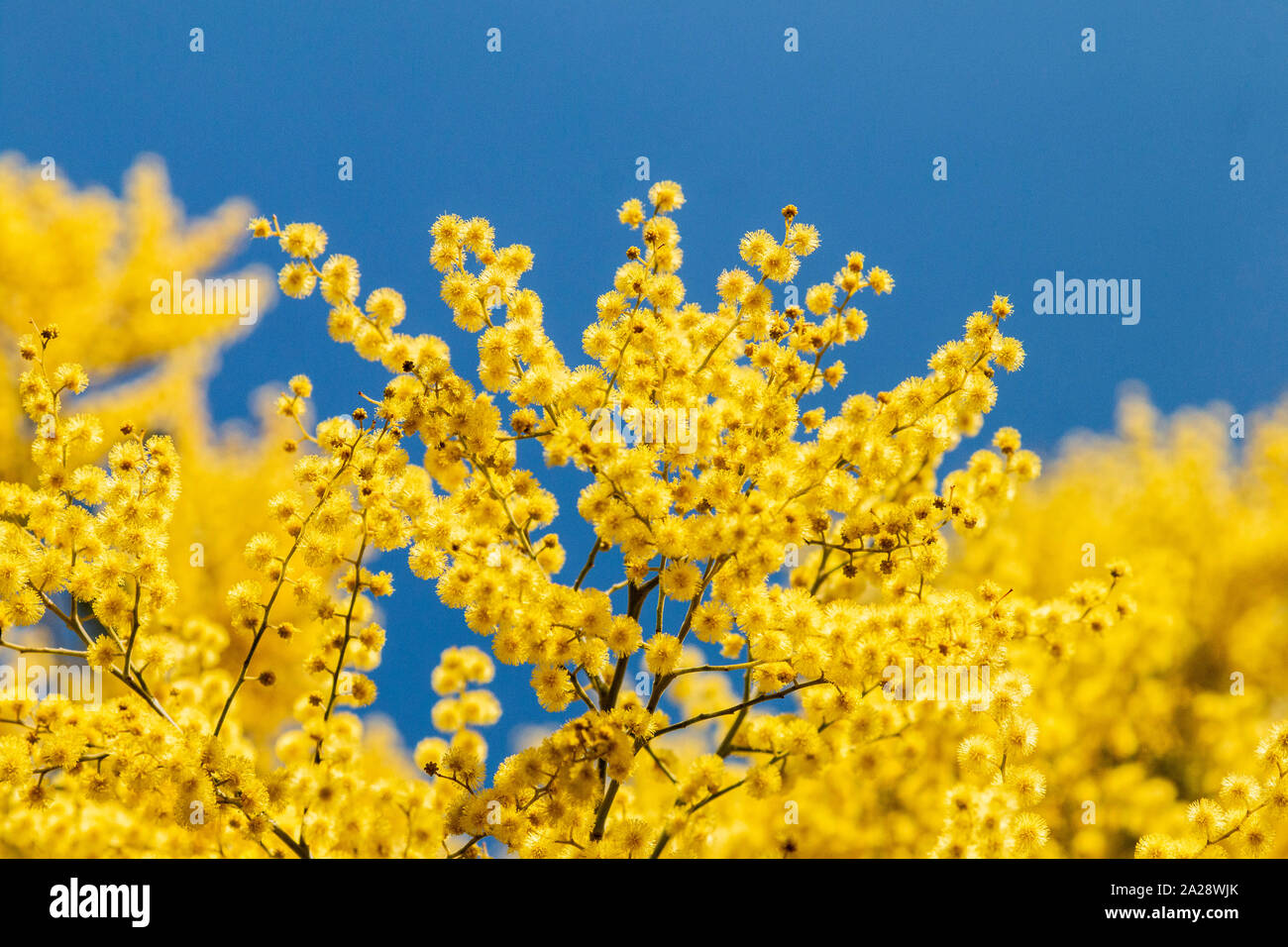 Mimosa flower at spring, beautiful Stock Photo Alamy