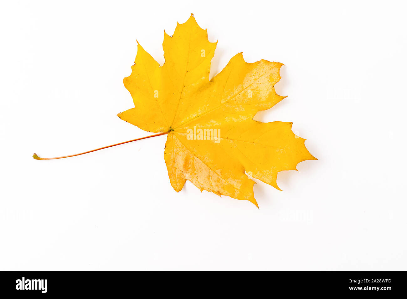 Yellow autumn leaf isolated on white background Stock Photo - Alamy