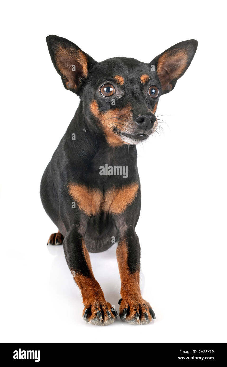 miniature pinscher in front of white background Stock Photo - Alamy