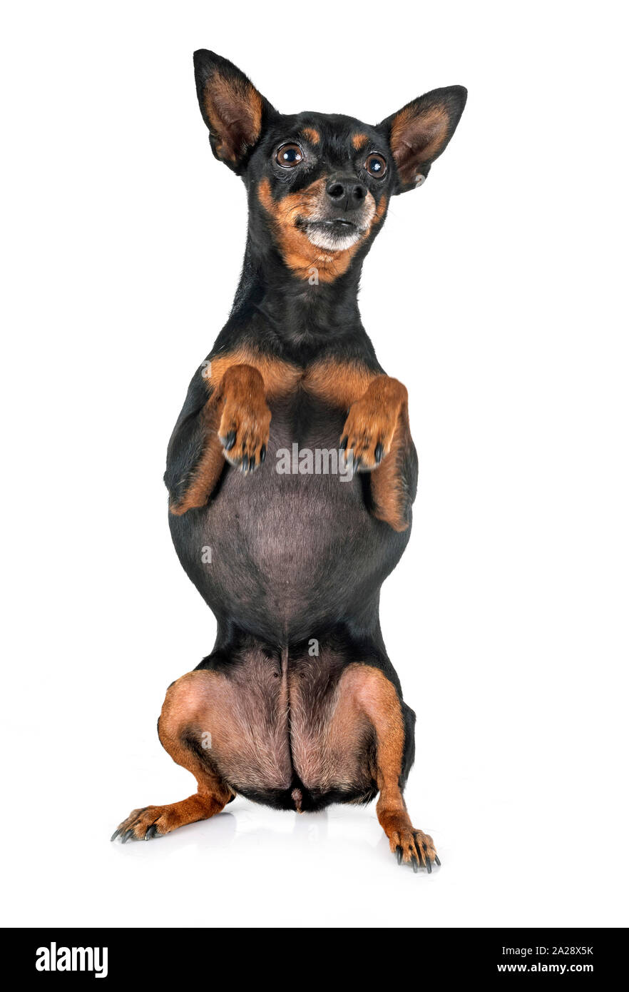 miniature pinscher in front of white background Stock Photo - Alamy
