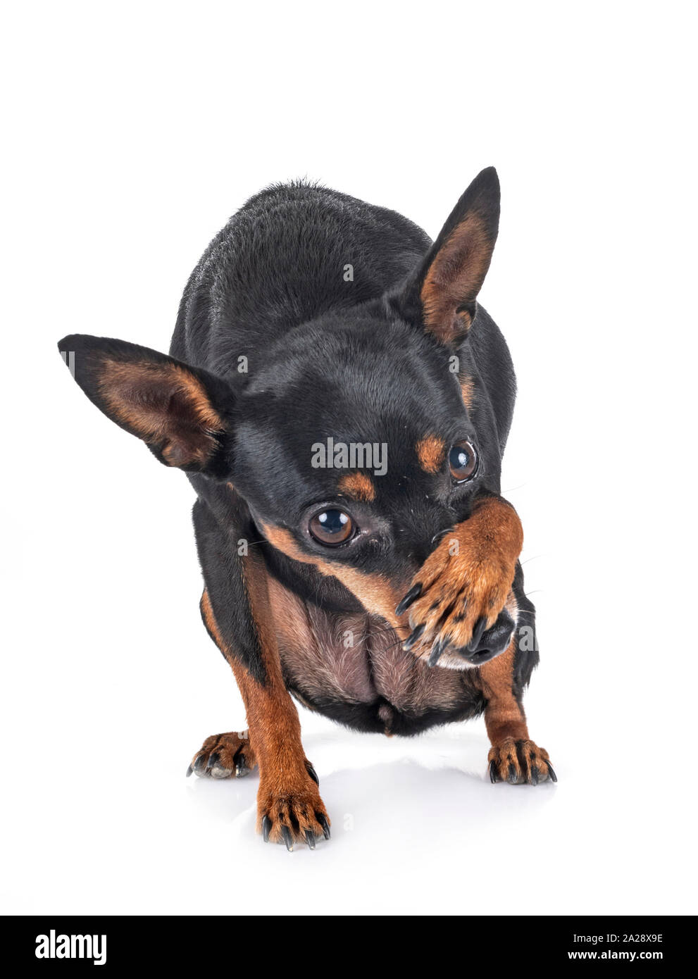 miniature pinscher in front of white background Stock Photo - Alamy