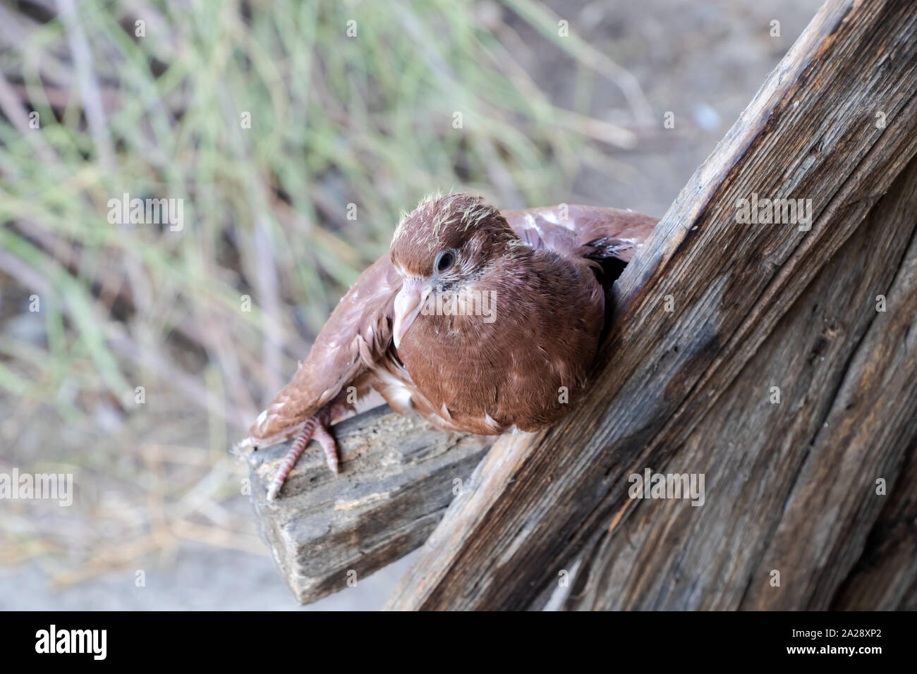 View Over Little Brown Baby Pigeon Stock Photo Alamy View Over Little Brown Baby Pigeon Stock Photo Alamy