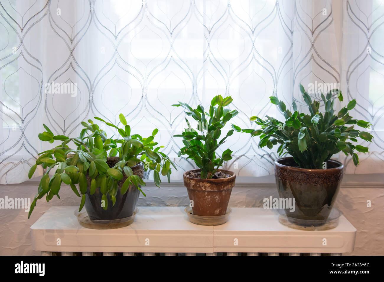 Holiday cactus hires stock photography and images Alamy