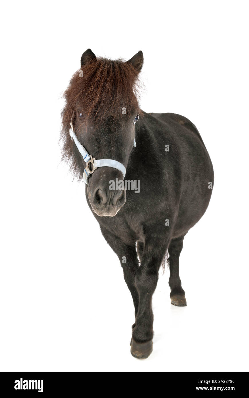 miniature horse in front of white background Stock Photo