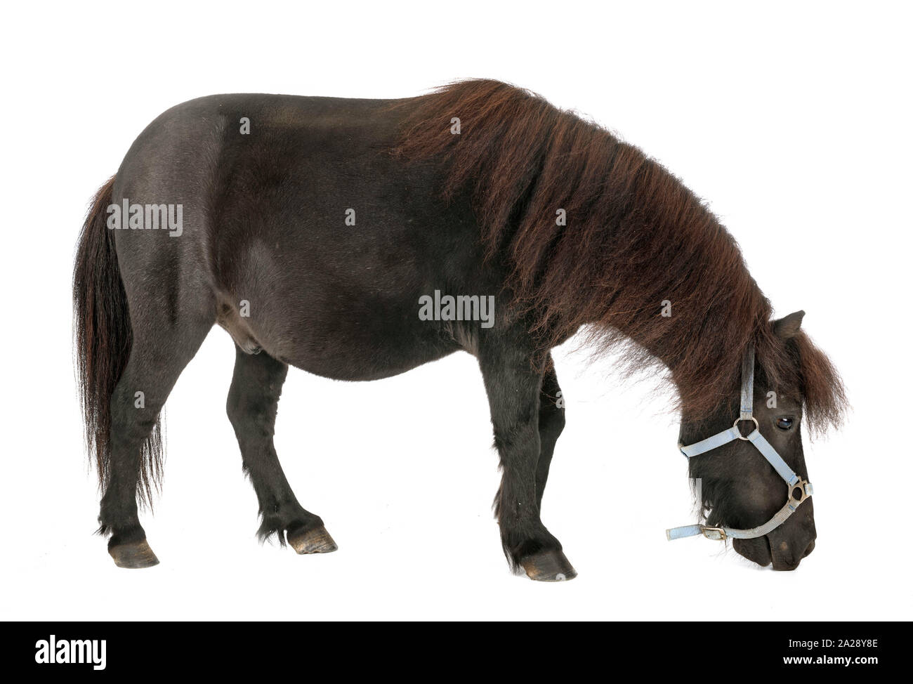 miniature horse in front of white background Stock Photo