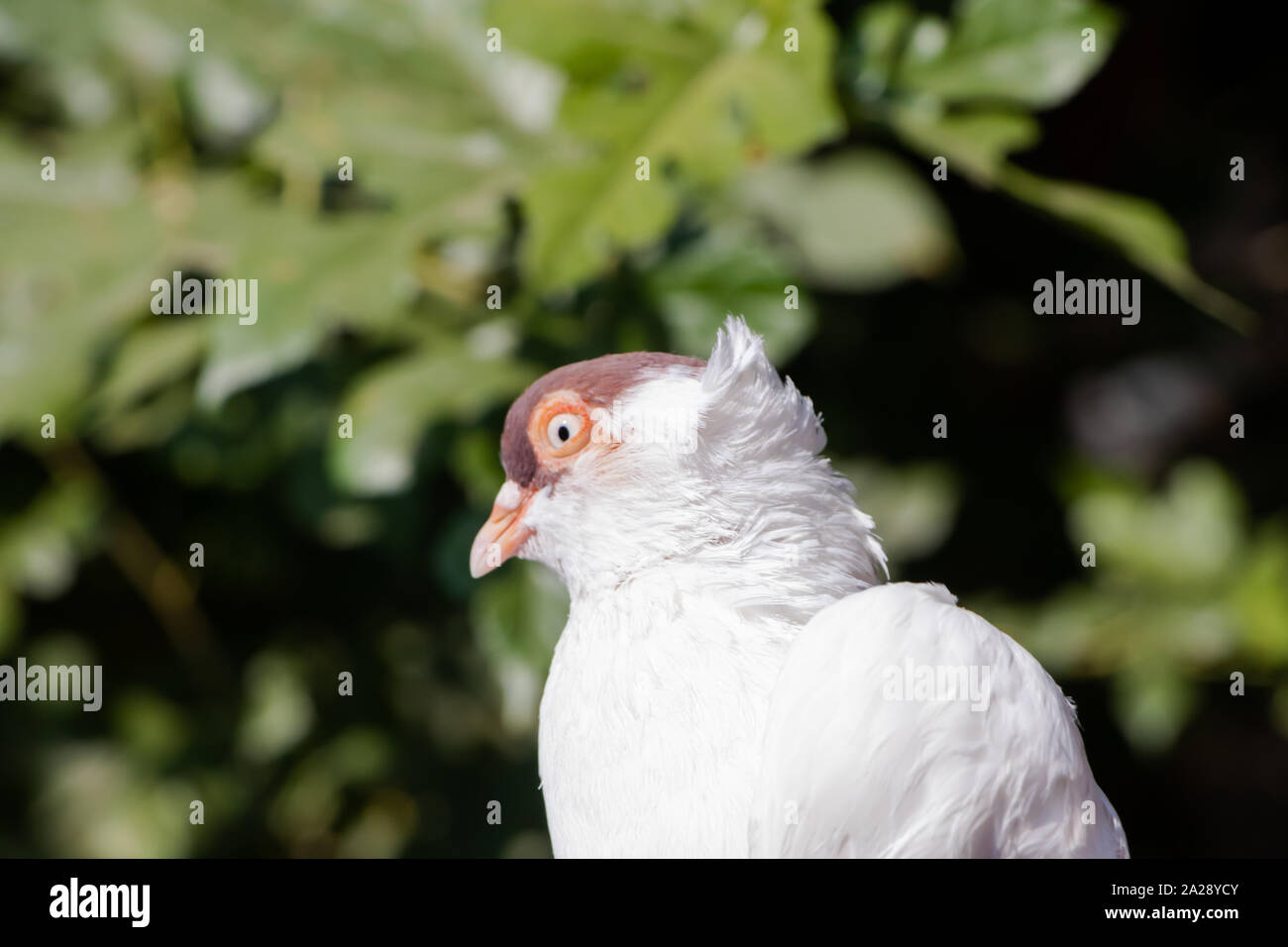 White pigeons with a brown head in a village Stock Photo Alamy