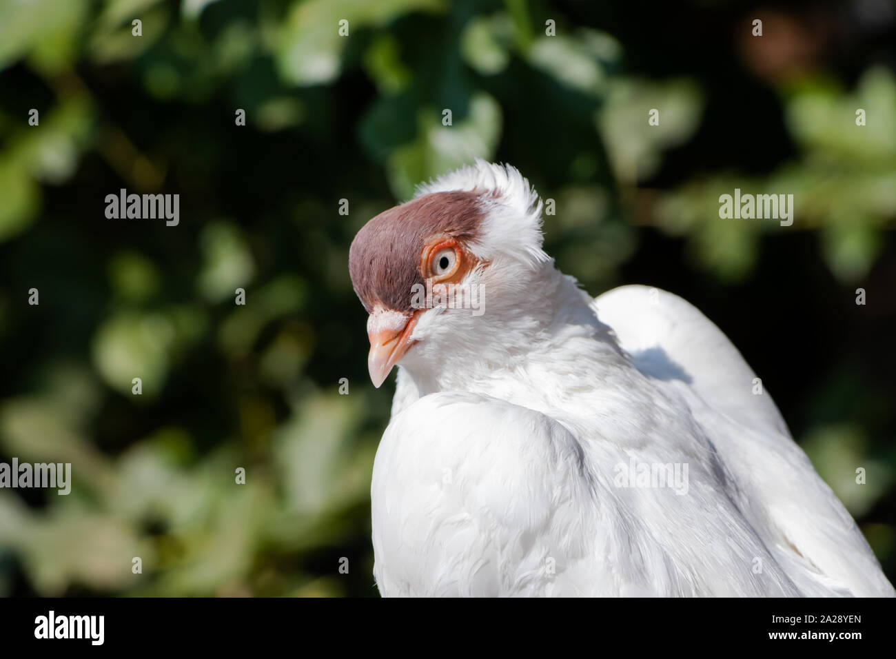 White pigeons with a brown head in a village Stock Photo Alamy