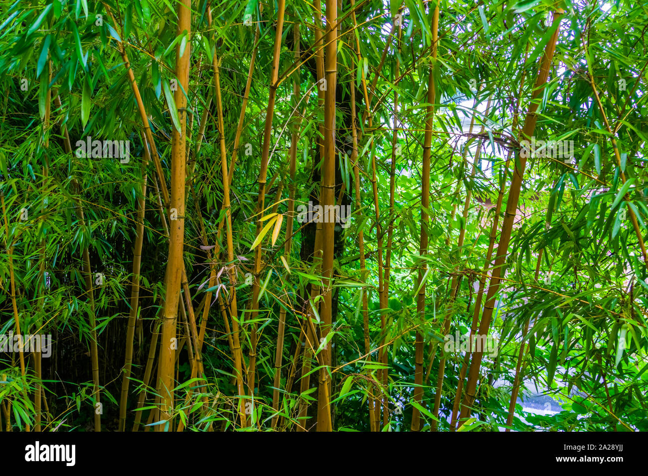 bamboo forest, bamboo trunks in closeup, Asian nature background Stock  Photo - Alamy