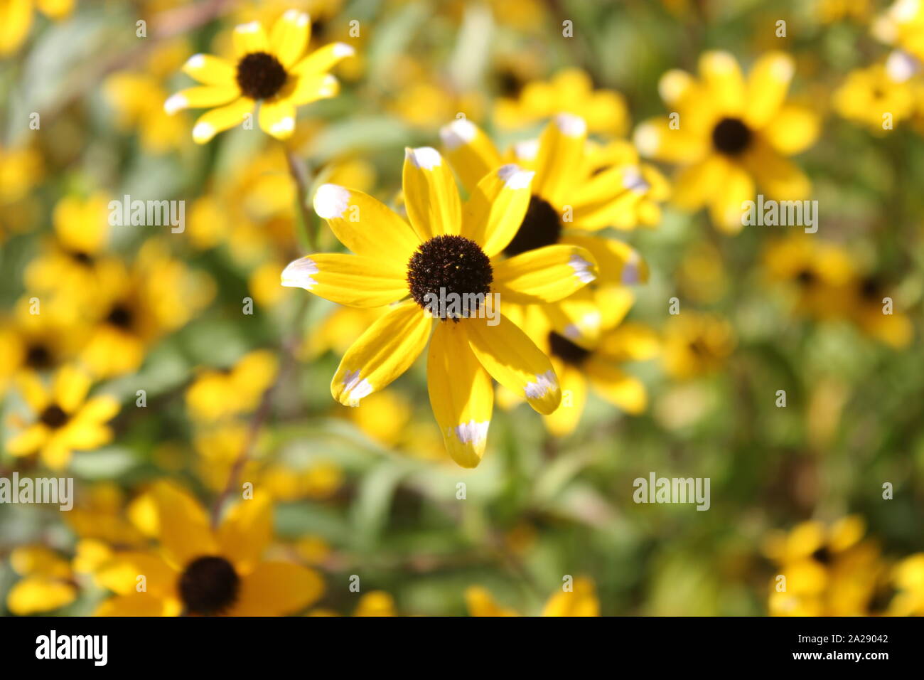 Meadow of black-eyed yellow sunhat or rudbeckian as high angle view. Stock Photo