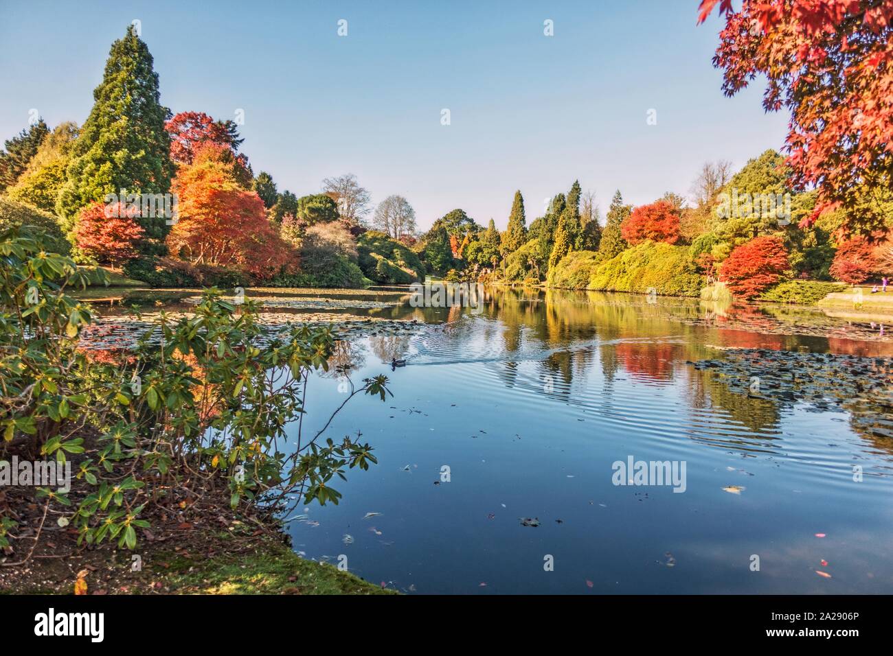Autumn trees by a lake Stock Photo