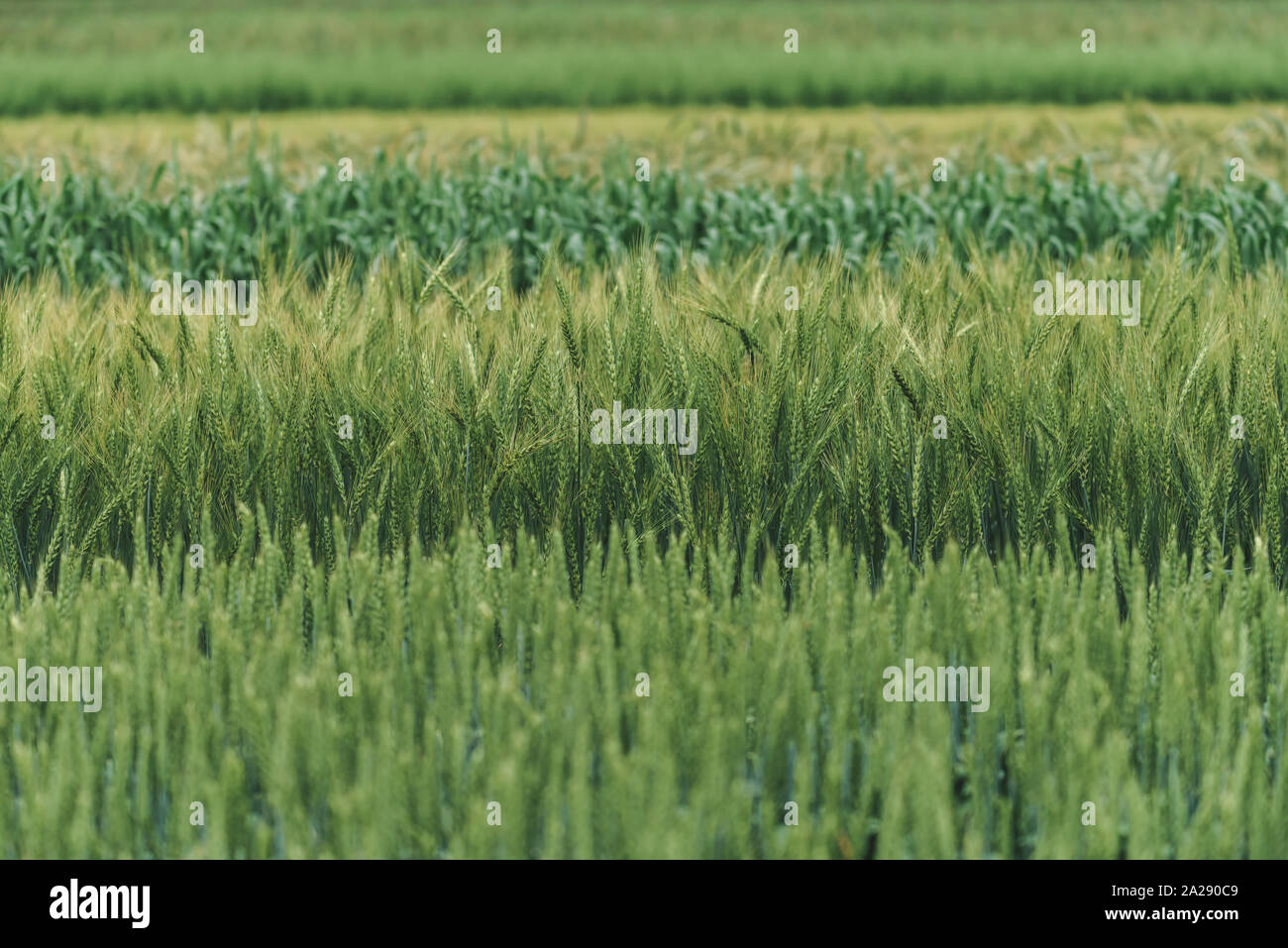 Cereal variety hires stock photography and images Alamy