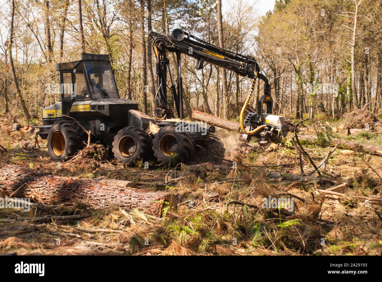 Heavy machinery cutting down trees in a forest Stock Photo