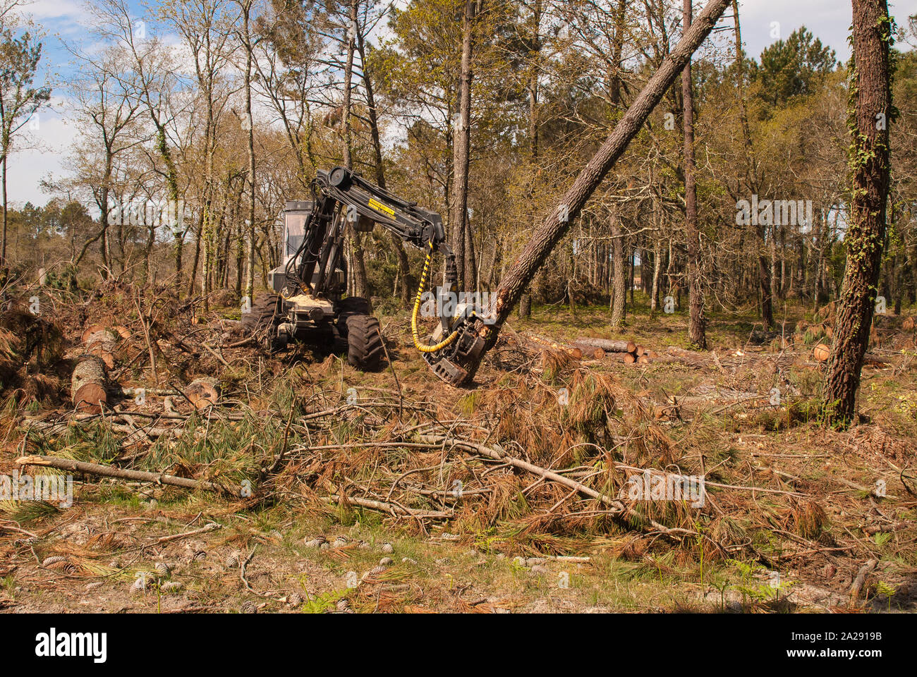 Heavy machinery cutting down trees in a forest Stock Photo