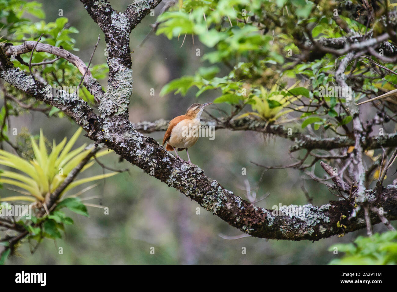 Pale-legged hornero (furnariidae), Podocarpus National Park, Zamora, Ecuador Stock Photo