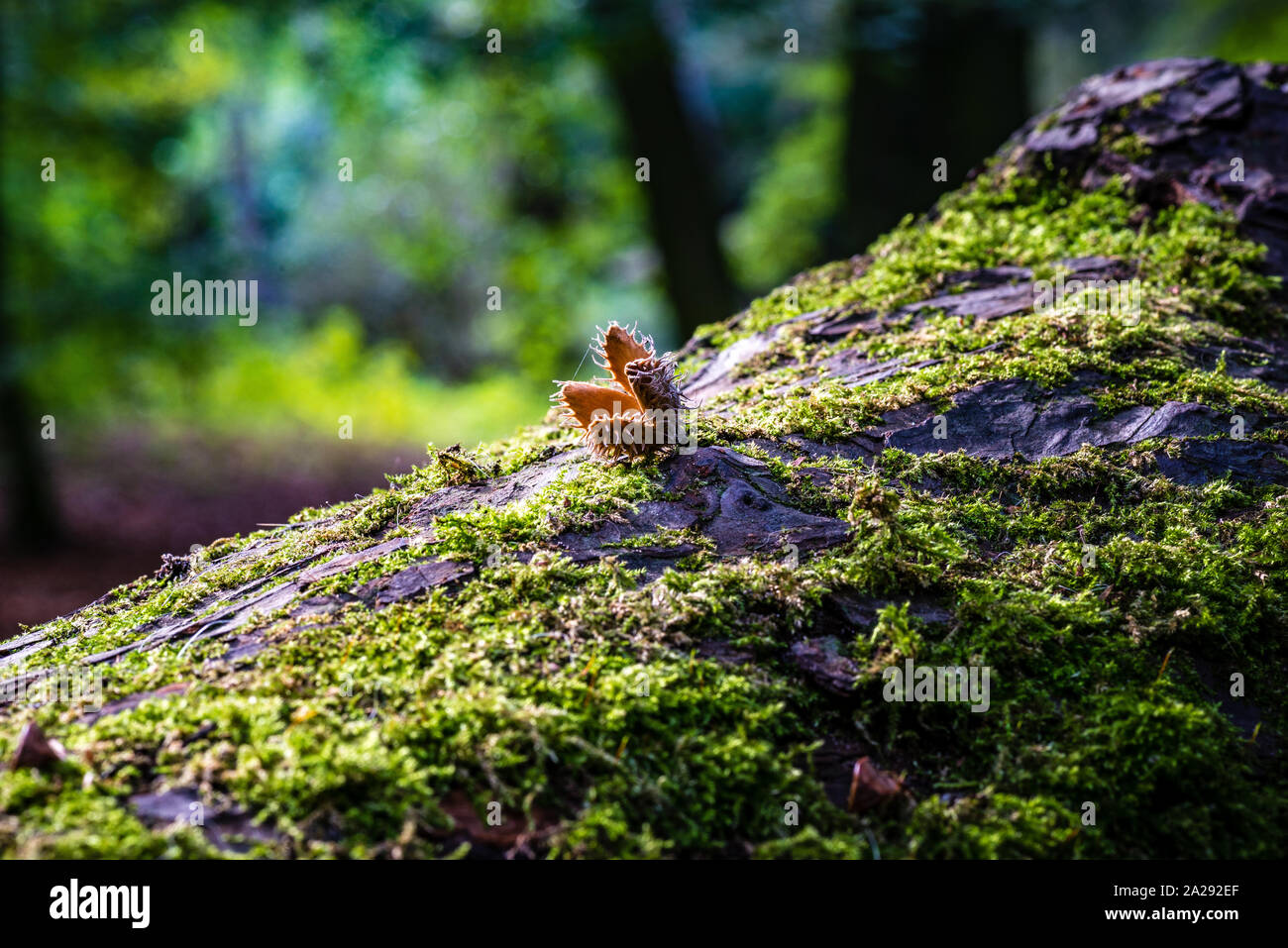 open beech nut shell on a tree in the sun covered with moss Stock Photo