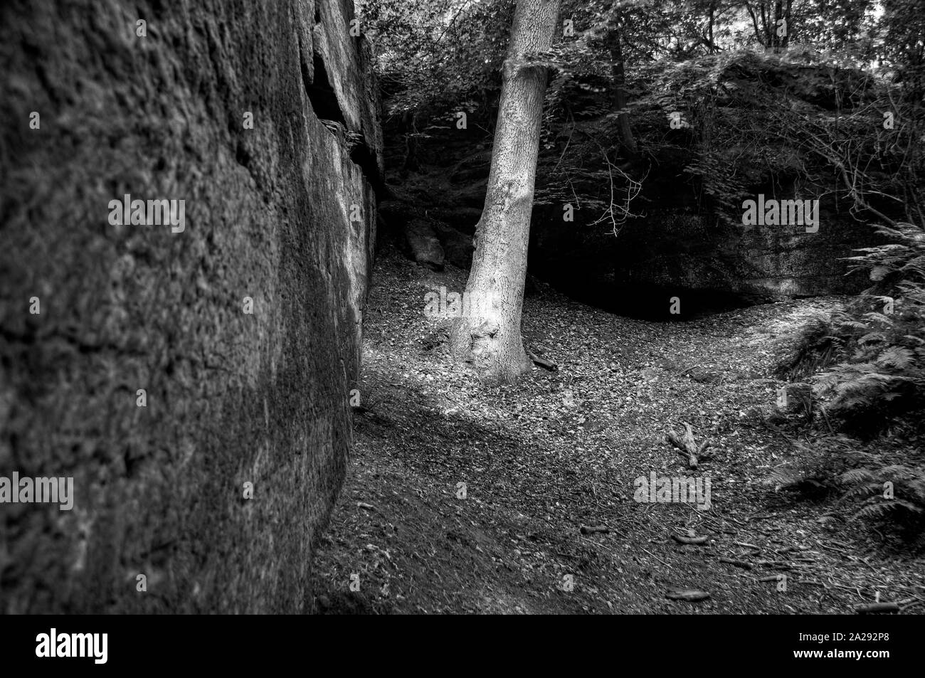 Woodland, The Edge, Alderley Edge, Cheshire, England, UK Stock Photo