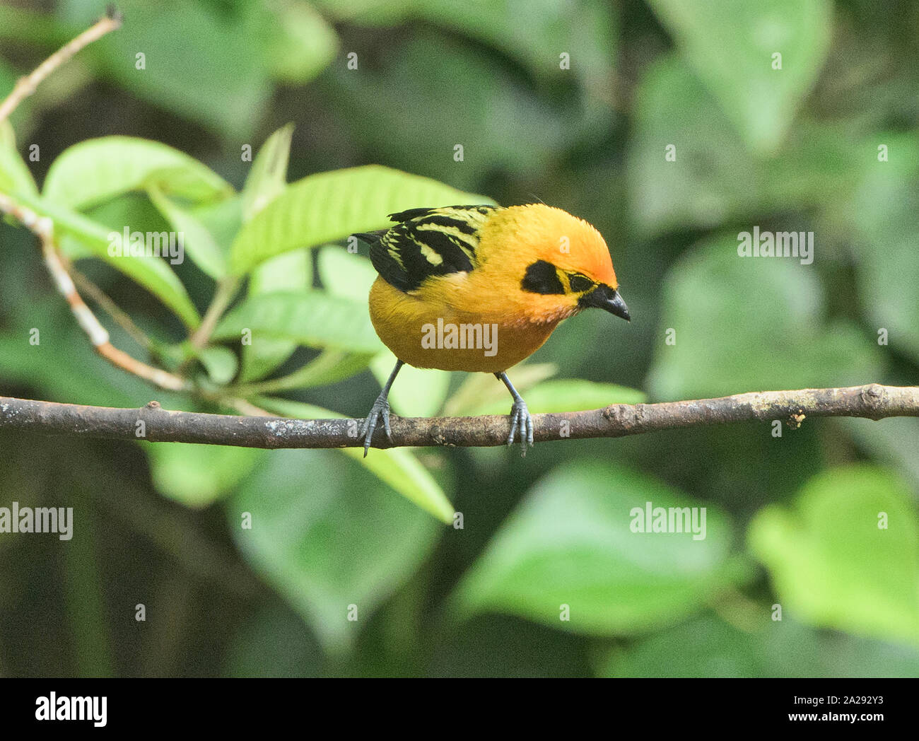 Golden tanager (Tangara arthus), Podocarpus National Park, Zamora, Ecuador Stock Photo
