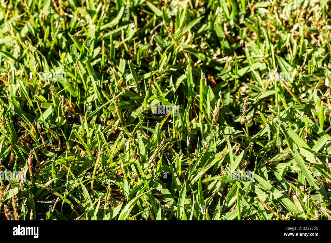 Zoysia grass hires stock photography and images Alamy