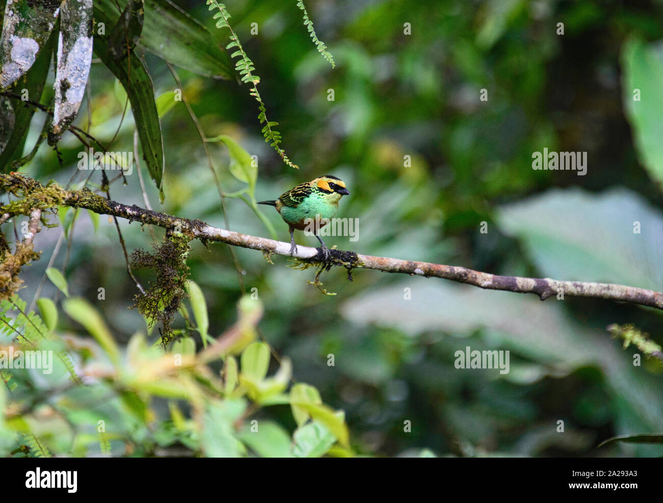 Golden-eared tanager (Tangara chrysotis), Podocarpus National Park, Zamora, Ecuador Stock Photo