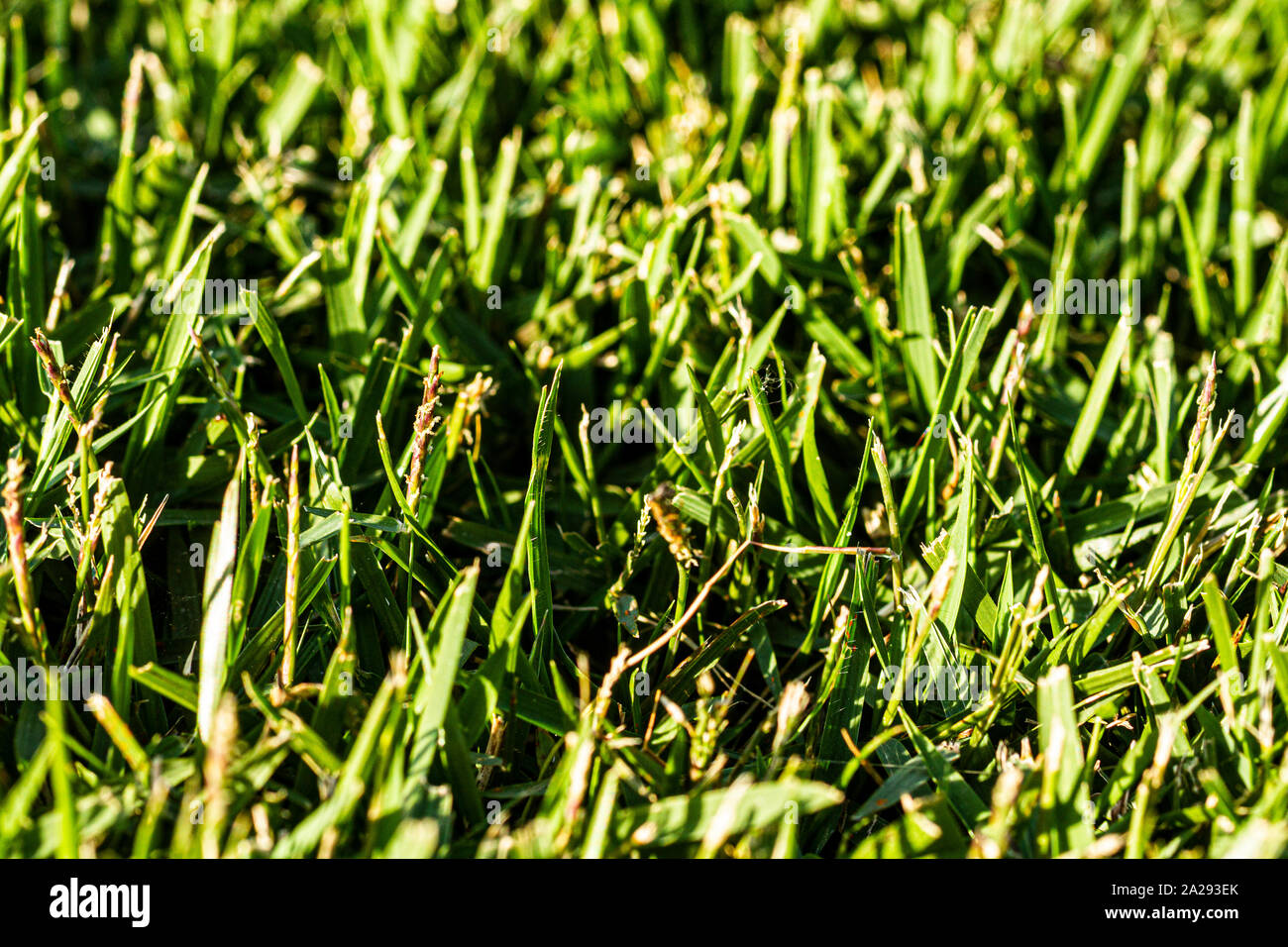 Zoysia grass hires stock photography and images Alamy