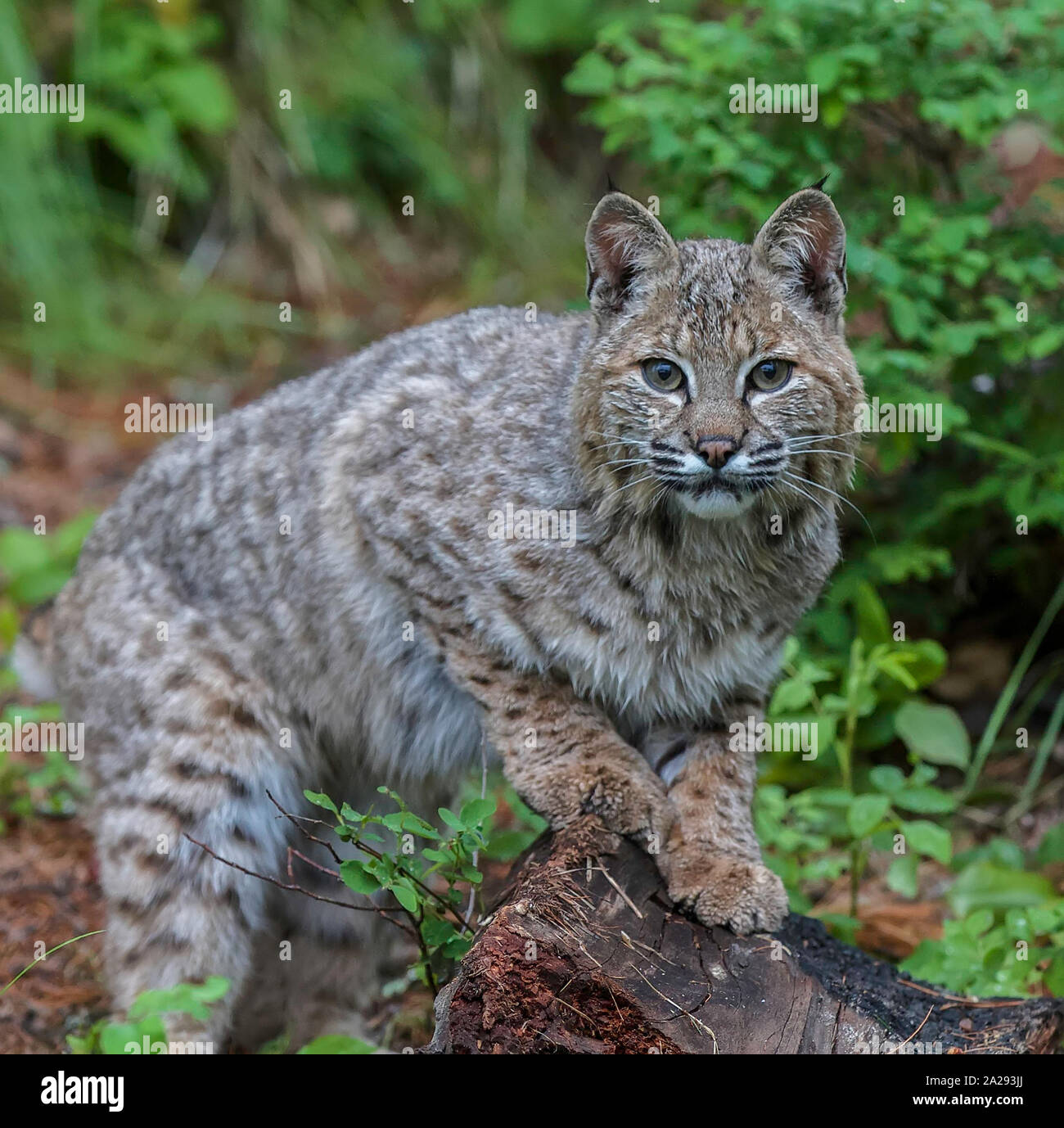 Juvenile Bobcat High Resolution Stock Photography And Images Alamy