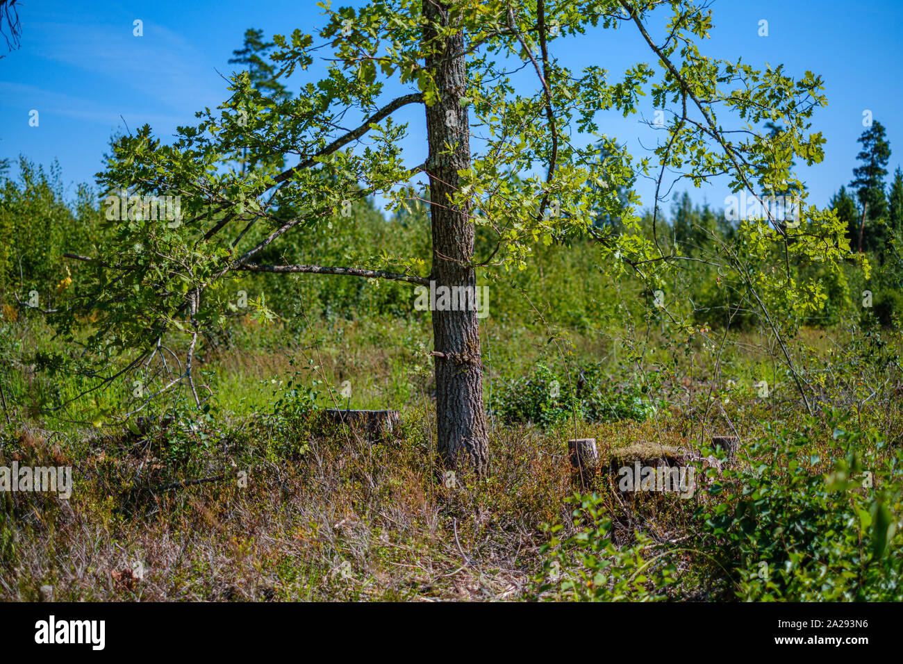 large isolated tree trunks in green forest with blur background