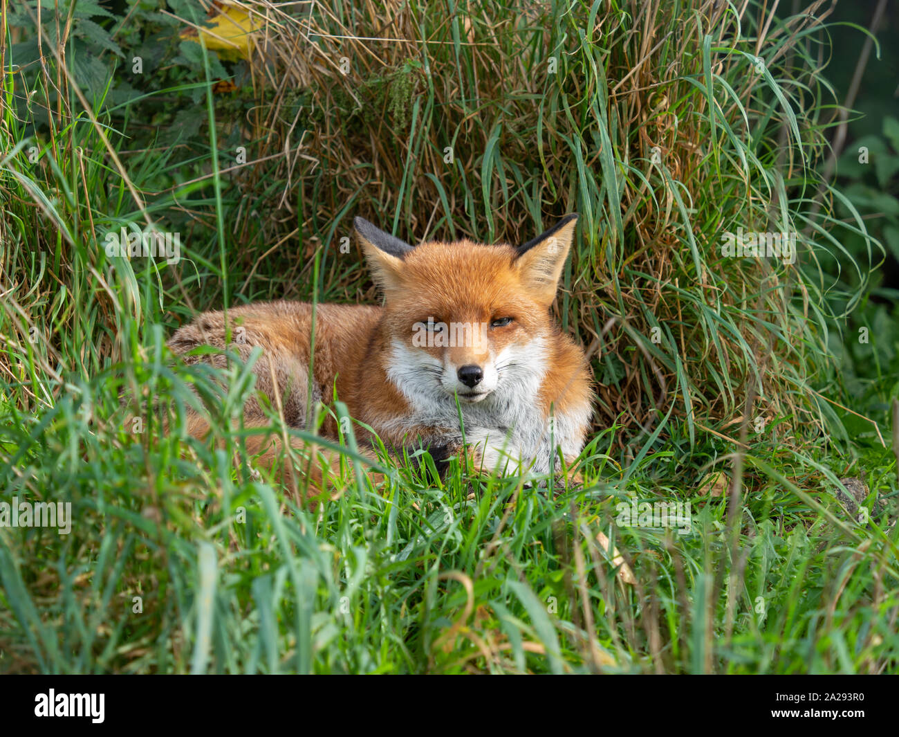 Red fox (Vulpes vulpes) close up with a grass background Stock Photo