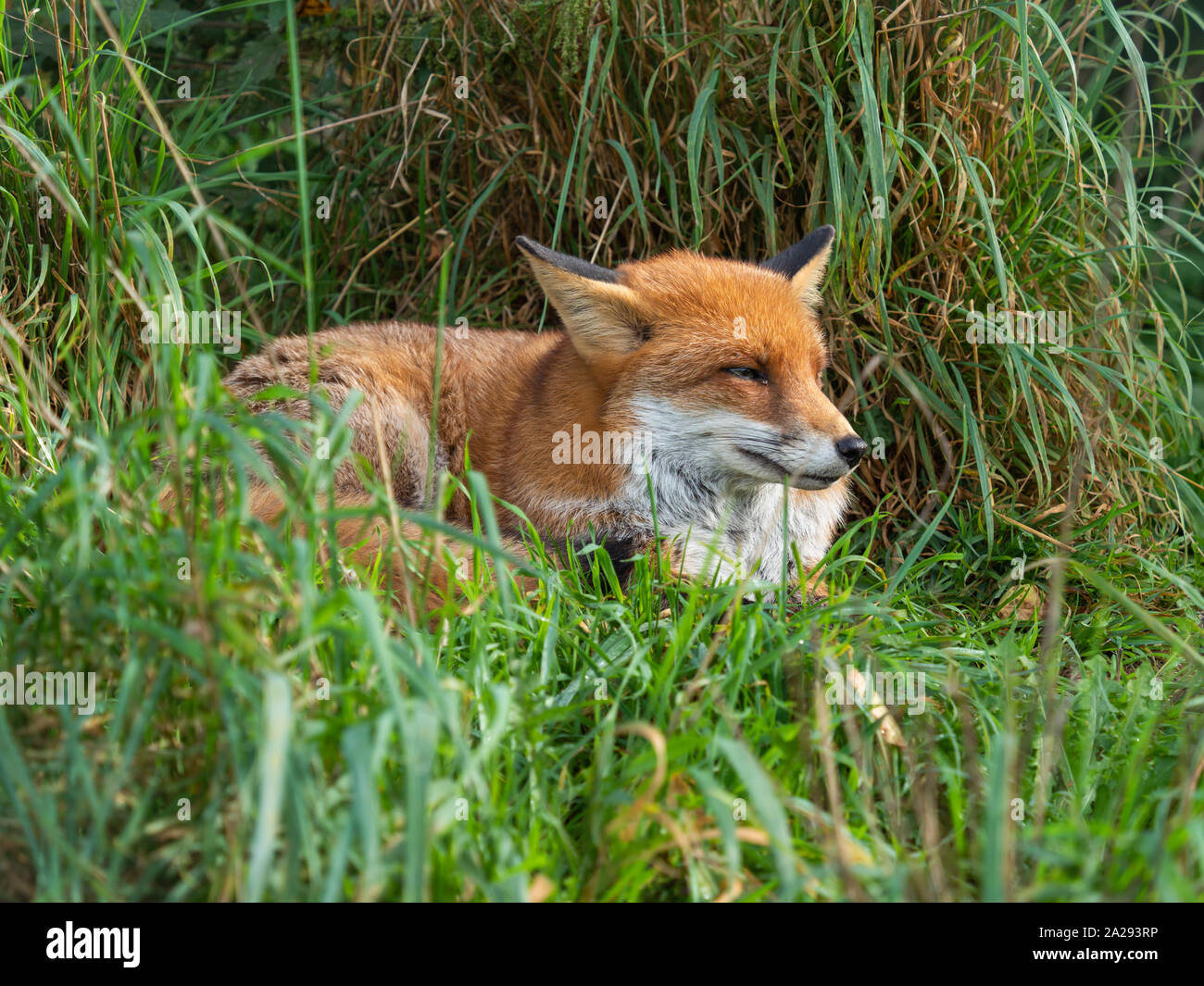 Red fox (Vulpes vulpes) close up with a grass background Stock Photo